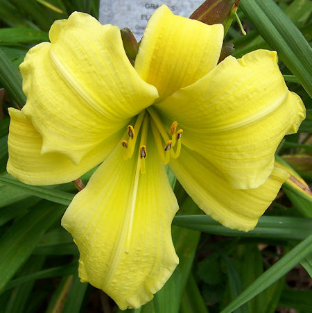 Photo of GRACE'S ELEGANCE